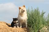 CHIEN FINNOIS DE LAPONIE 373
